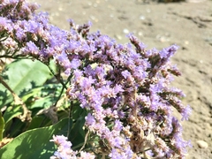 Limonium vulgare