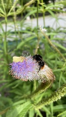 Bombus