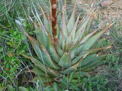 Aloe glauca