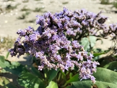 Limonium vulgare