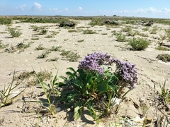 Limonium vulgare