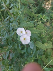 Convolvulus arvensis