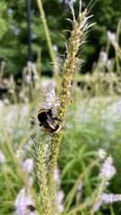 Bombus