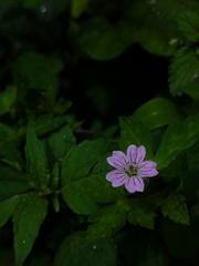 Geranium