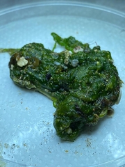 Chaetomorpha gracilis