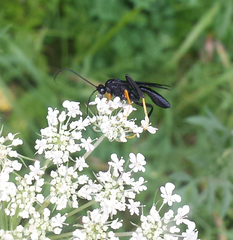 Exetastes fornicator nervulus