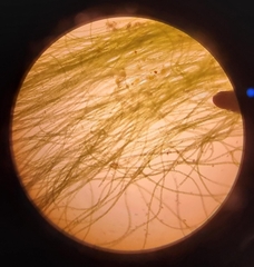 Chaetomorpha gracilis