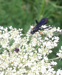 Exetastes fornicator nervulus