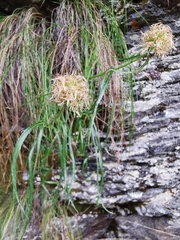 Phyteuma scheuchzeri