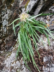 Phyteuma scheuchzeri