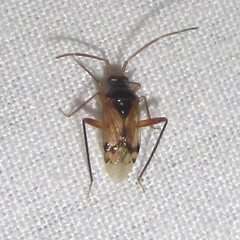 Eustictus