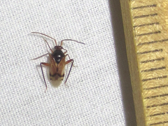 Eustictus