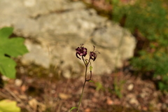 Lilium martagon martagon