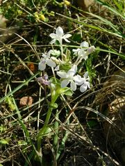 Lapeirousia pyramidalis