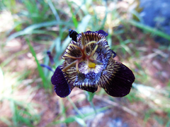 Tigridia alpestris