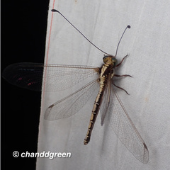 Ascalohybris subjacens