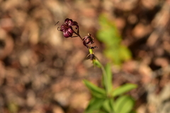 Lilium martagon martagon