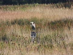 Ardea cinerea