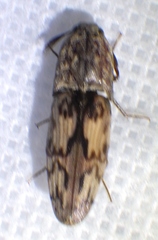 Pherhimius fascicularis