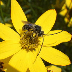 Melissodes illatus