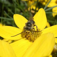 Melissodes illatus