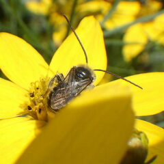 Melissodes illatus