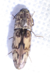Pherhimius fascicularis