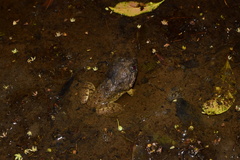 Limnonectes fujianensis