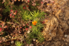 Melampodium linearilobum