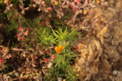 Melampodium linearilobum