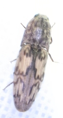 Pherhimius fascicularis