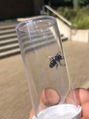 Melissodes denticulatus