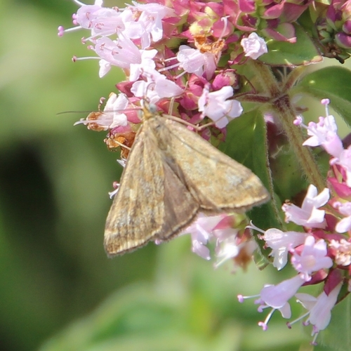 Loxostege sticticalis