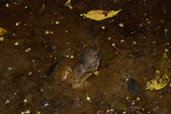 Limnonectes fujianensis