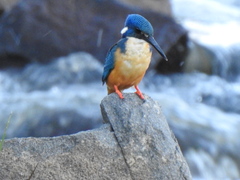 Alcedo semitorquata