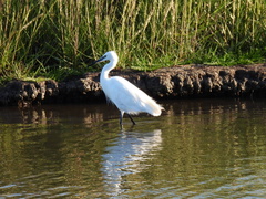 Egretta garzetta