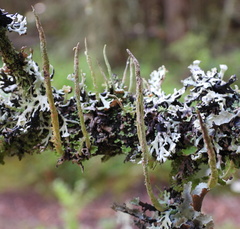 Cladonia cornuta cornuta
