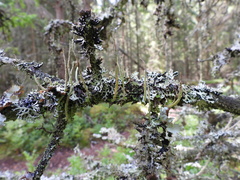 Cladonia cornuta cornuta