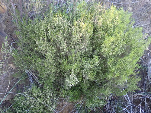 Image of Erica oliveranthus by (c) Ren Hoekstra, some rights reserved (CC BY)