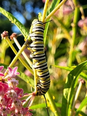 Danaus plexippus