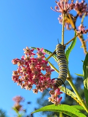 Danaus plexippus