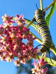 Danaus plexippus