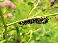 Danaus plexippus
