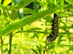 Danaus plexippus