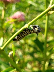 Danaus plexippus