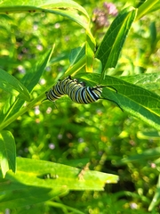 Danaus plexippus