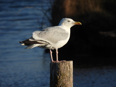 Larus argentatus