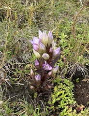 Gentianella germanica