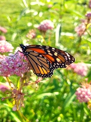 Danaus plexippus