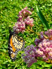 Danaus plexippus